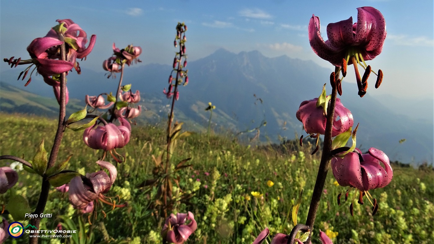 100 Giglio martagone (Lilium martagon) con vista in Alben .JPG